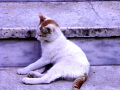 RIMG0047.jpg