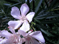 RIMG0051.jpg