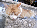 RIMG0413.jpg