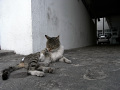 RIMG0656.jpg