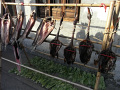 RIMG0088.jpg