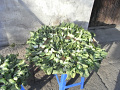 RIMG0091.jpg