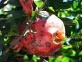 RIMG0672.jpg