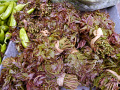 P1020161.jpg