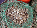 P1020163.jpg
