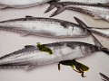 P1020180.jpg