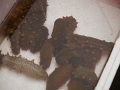 P1020190.jpg