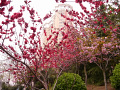 P1020216.jpg
