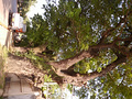 P1030102.jpg