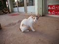 P1030187.jpg