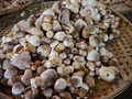 P1030199.jpg