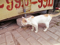 P1030250.jpg