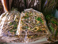 P1030330.jpg