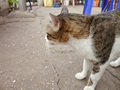 P1030333.jpg