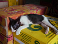 P1030438.jpg