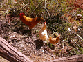 P1040279.jpg
