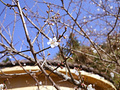 P1040280.jpg