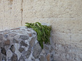P1040305.jpg