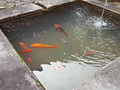 P1040380.jpg