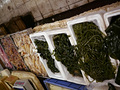 P1040514.jpg