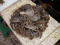 P1040516.jpg