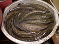 P1040525.jpg