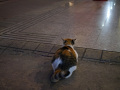 P1090456.jpg