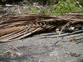 P1090598.jpg