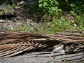 P1090600.jpg