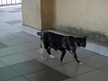 P1090620.jpg