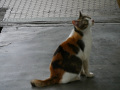 P1090666.jpg