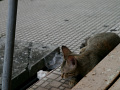 P1090675.jpg