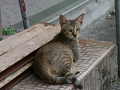 P1090676.jpg