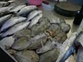 P1090877.jpg