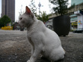 P1090915.jpg
